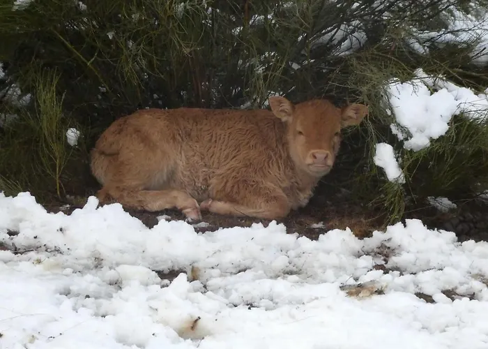 El Pinar Gospodarstwo wiejskie